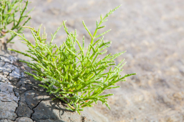 Salicornia - Guérande Salz - Bretagne - Meer - Bretagne Allerlei - bretonische Spezialitaet - franzoesische Feinkost - bretonisch